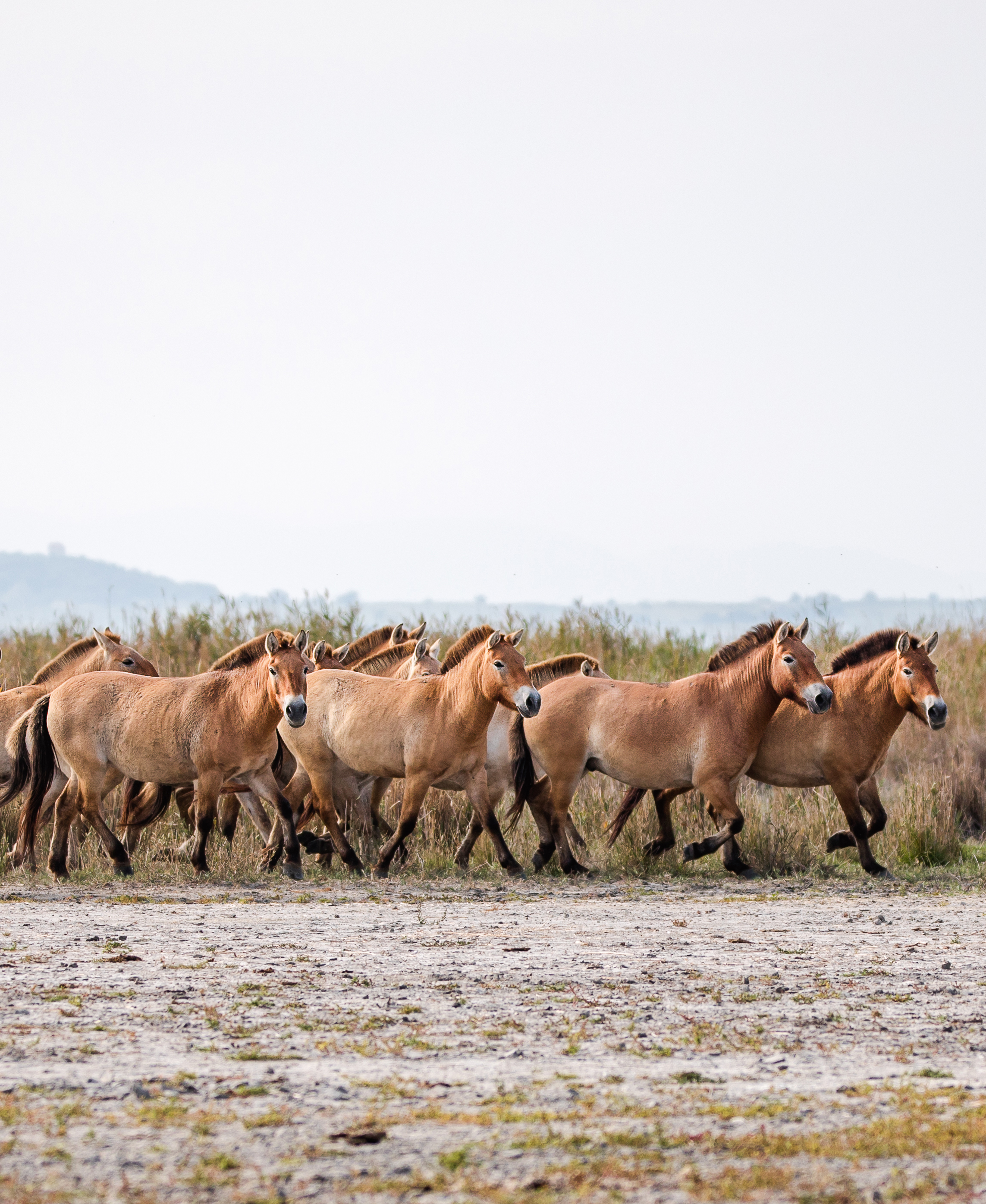 Przewalski Pferde ©NP Neusiedler See/H. Assil