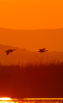 Gänse im Sonnenuntergang ©NP Neusiedler See/R. Kogler