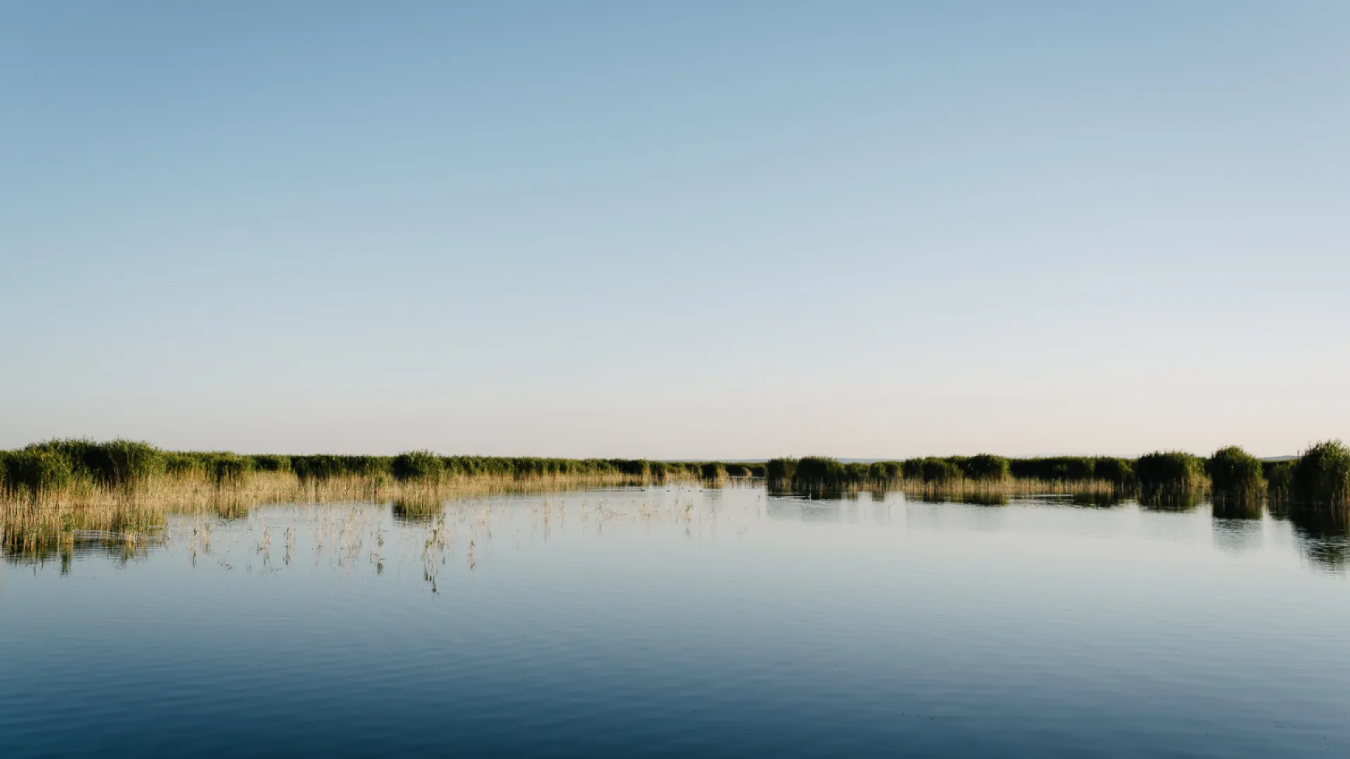 Wasser im Vordergrund, im Hintergrund Schilf.