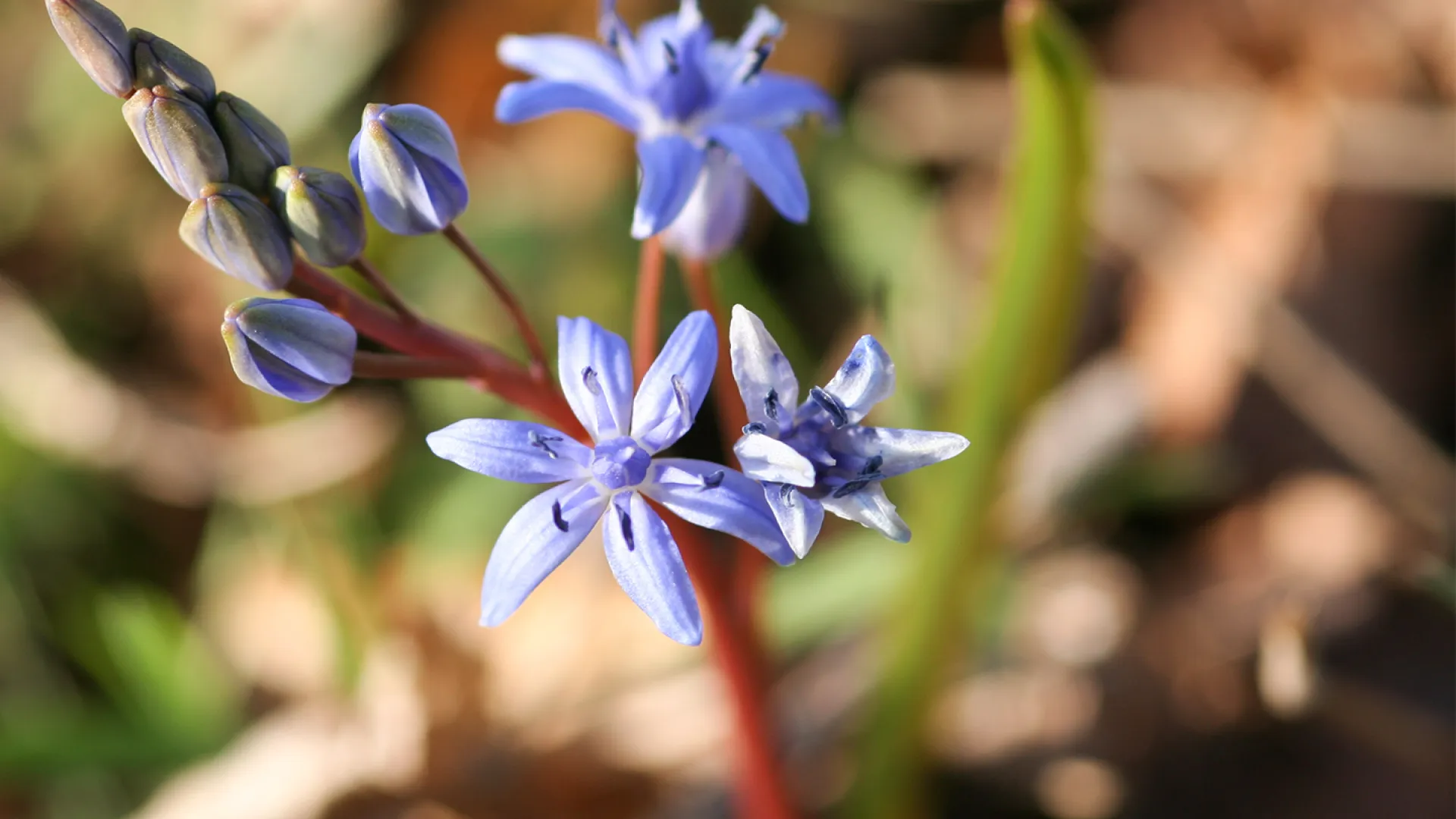 Leicht bläuliche Blume