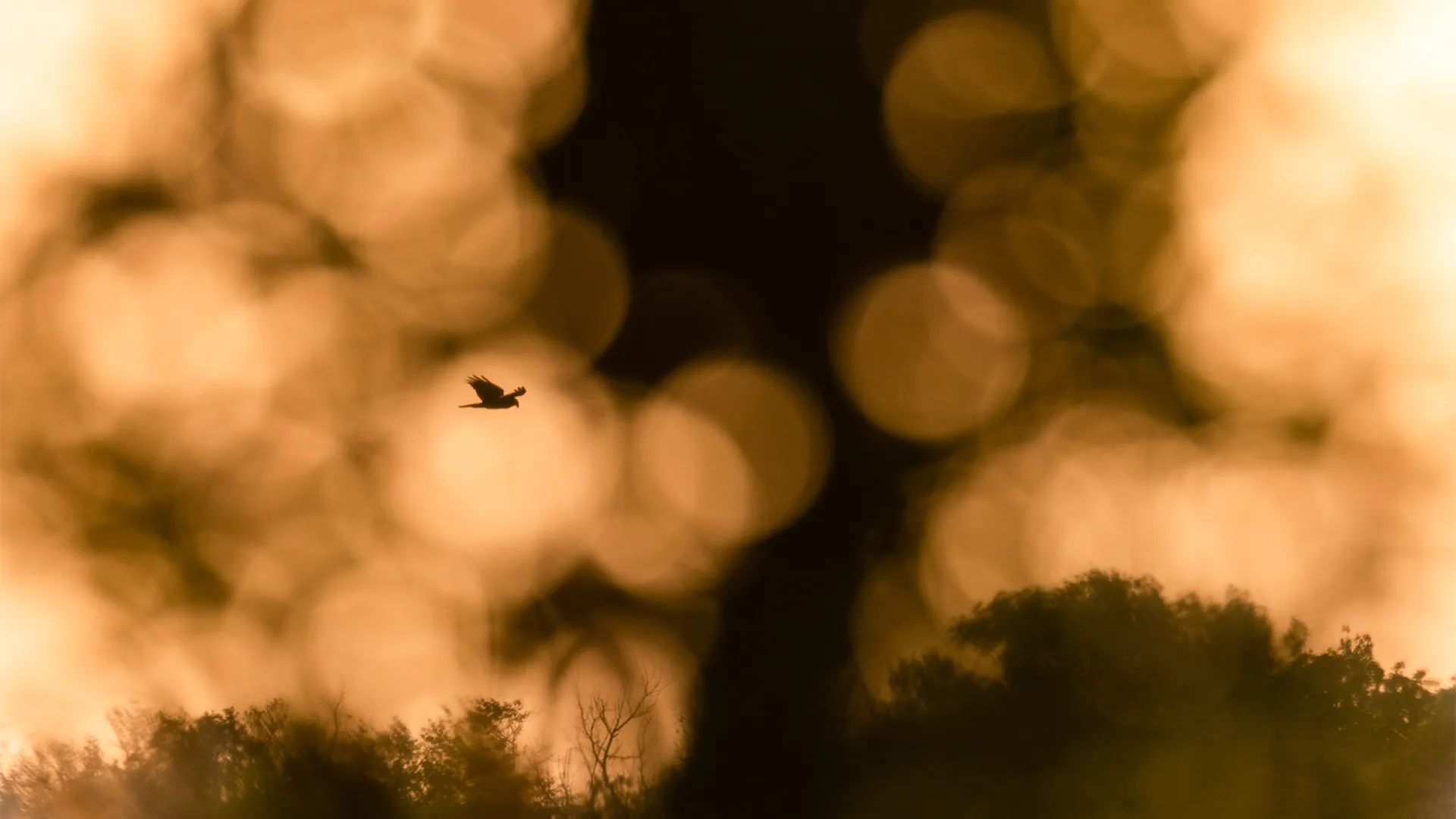 Hanság in Ungarn, fliegende Weihe