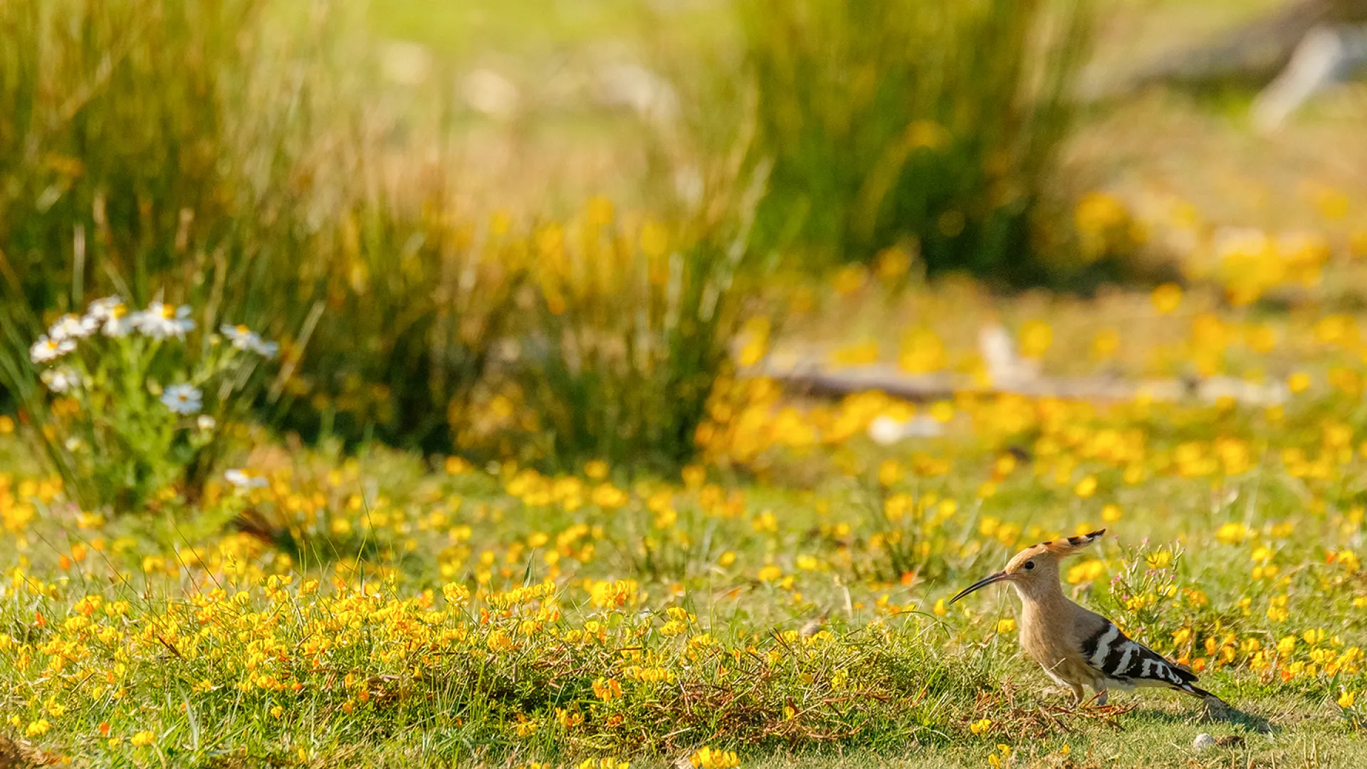 Wiedehopf in der Wiese