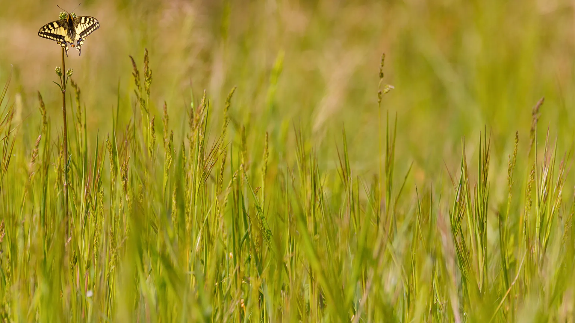 Schmetterling sitzt auf einem Schilfhalm, das ganze Bild ist mit grünem Schilf gefüllt.