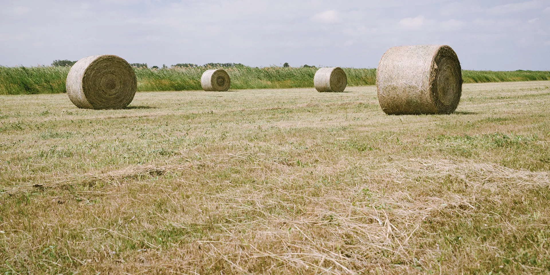Heuballen auf der gemähten Wiese