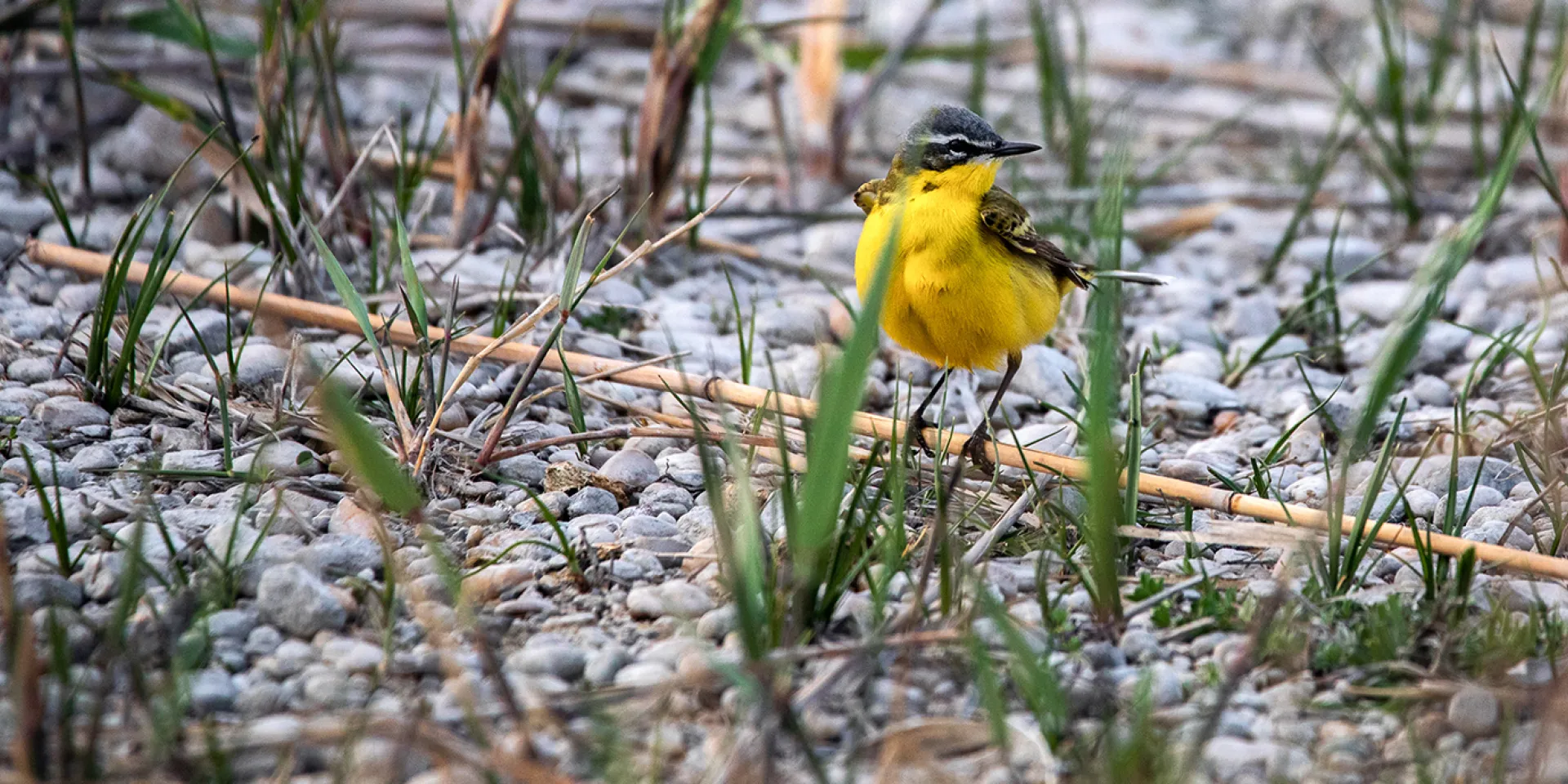 Schafstelze, kleiner gelber Vogel