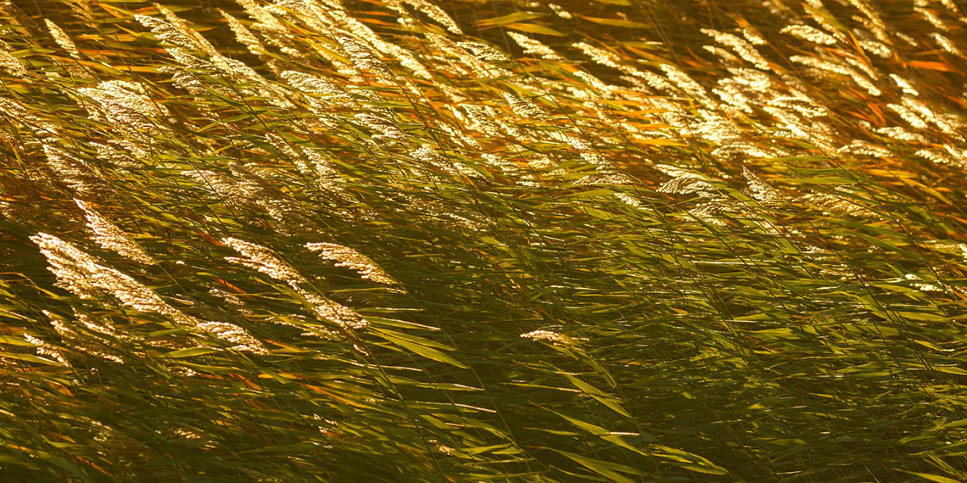 Schilf, das sich im Wind nach links biegt