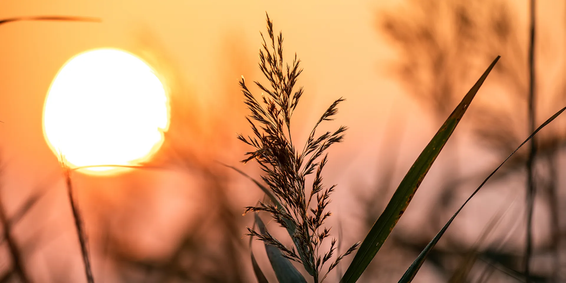 Schilf und Sonne