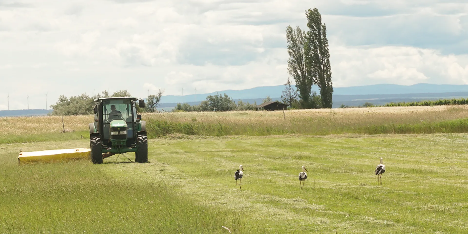 Wiesenmahd mit Störchen