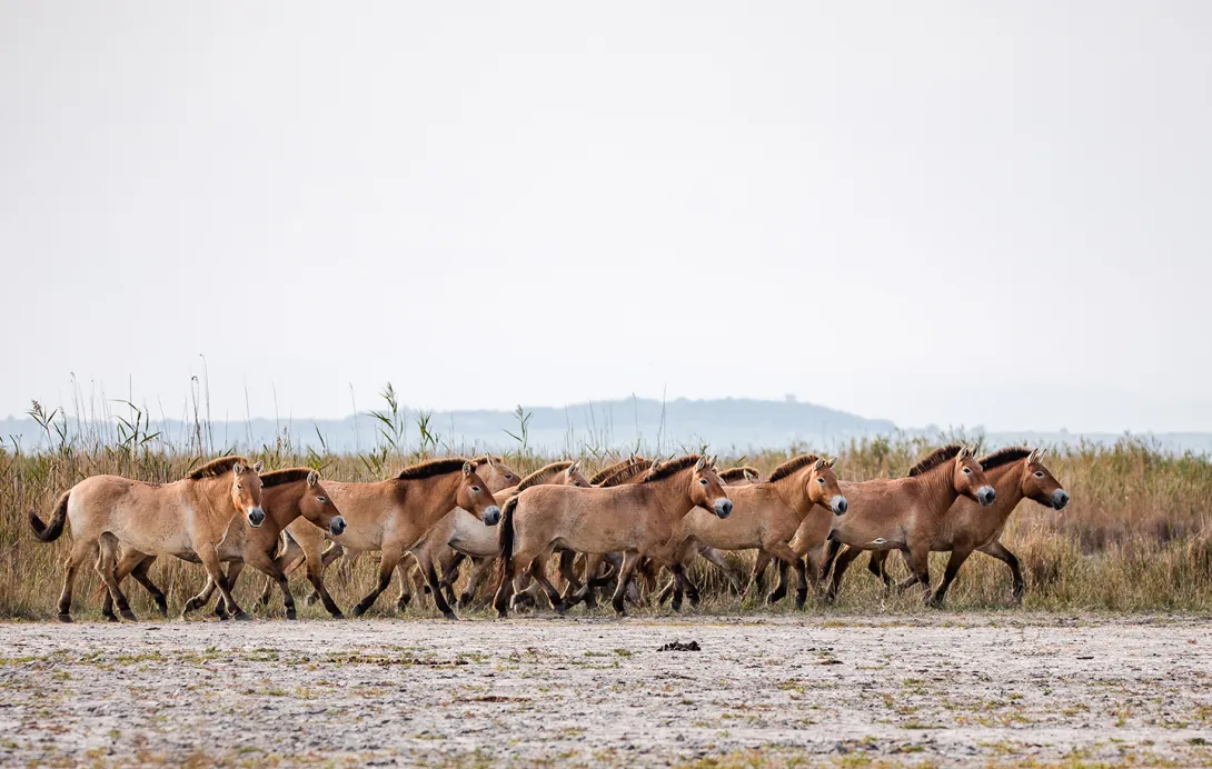 Przewalski Pferde Herde