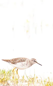 Bruchwasserläufer