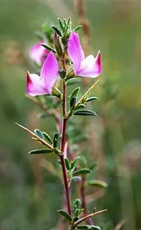Dornige Hauhechel