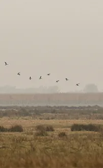 Landende Gänse