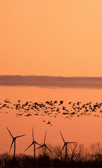 Lange Lacke mit Gänsestrich