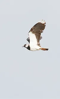 Kiebitz im Flug