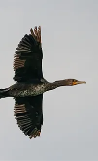 Kormoran im Flug
